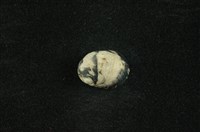 藏品(花斑蜑螺 )的圖片